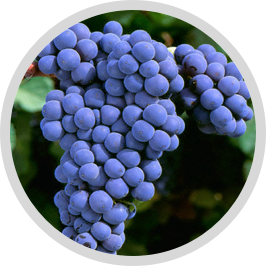 gamay